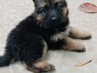 German Shepherd “female”