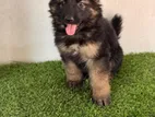 German Shepherd “female”