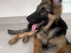 German shepherd