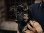 German shepherd