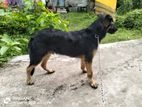 German Shepherd