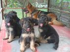 German Shepherd