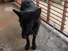 german shepherd ( জার্মান শেফার্ড )