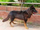 German shepherd long coat