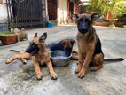 German shepherd long coat puppy