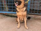 German Shepherd Mid Caot Female