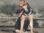 German Shepherd pup male