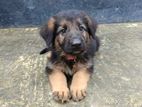 German Shepherd Puppies