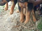 German Shepherd Puppies (gsd)