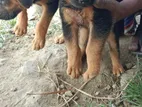 German Shepherd Puppies (gsd)