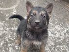 German shepherd puppy