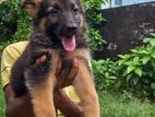 German Shepherd Puppy