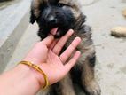 German shepherd puppy