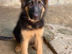 German Shepherd Puppy