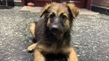 German Shepherd Puupy - 2 Months. Old