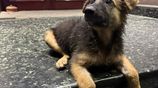 German Shepherd Puupy - 2 Months. Old