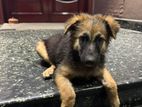 German Shepherd Puupy - 2 Months. Old