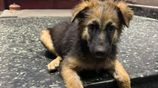 German Shepherd Puupy - 2 Months. Old