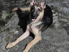 German Shepherd Sale Hobe