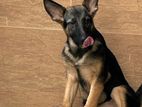 German Shepherd Working Line Female 4.5 months old