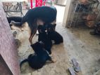 Dog for sale
