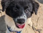 German Spitz and lhasa mix