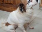 Dog for sale