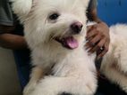 German Spitz dog