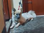 German spitz dog for sale