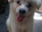 German spitz dog puppy