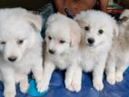 German Spitz dog urgent sell