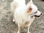 German Spitz dog ( urgent sell )