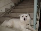 German Spitz Female Adult