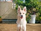German Spitz (female)
