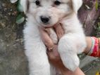 German Spitz
