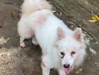 German spitz