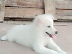 German Spitz