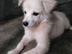 German Spitz.