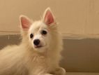 German Spitz