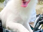 German Spitz dog sell