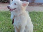 German Spitz