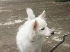 German Spitz