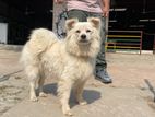 German Spitz dog