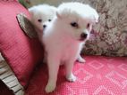 German Spitz for sale