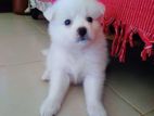 German Spitz for sale