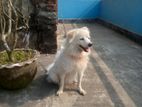 German spitz dog for sell