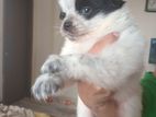 German Spitz Male & Female Puppy For Sale