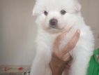 German Spitz Male & Female Puppy For Sale