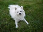 German Spitz Male