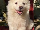 German spitz male puppy